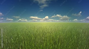 High grass in a plain field, close up camera, 4K