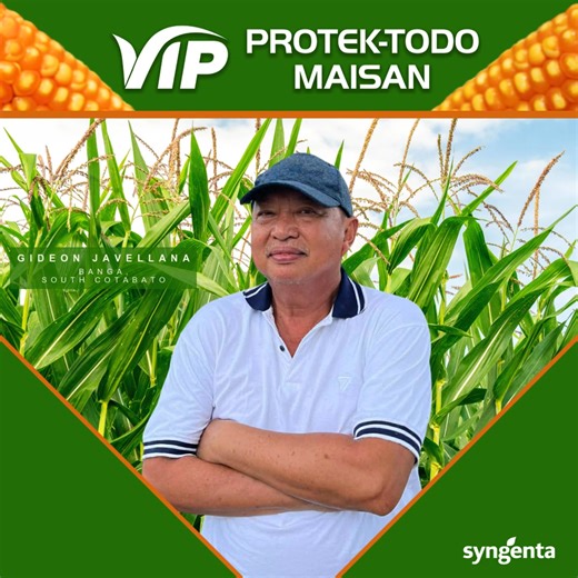 𝗡𝗞 𝗩𝗜𝗣- 𝗦𝗮 𝗨𝗼𝗱-𝗳𝗿𝗲𝗲 𝗻𝗮 𝗠𝗮𝗶𝘀𝗮𝗻, 𝗚𝗼𝗼𝗱 𝘆𝗮𝗻 𝗮𝘆 𝗚𝗶𝗱𝗲𝗼𝗻🌽🫰 Sa maisan ni Ka-NK Gideon Javella sa Banga, South Cotabato, mais ang malusog, hindi ang uod. Mula nang itanim niya ang NK VIP, kitang-kita niya ang diperensya nito sa ibang variety na kahit walang spray, malinis. Ito ay dahil sa taglay nitong proteksyon ng 4 na klaseng Bt na pangkontra sa Fall Armyworm, Asian Cornborer, Corn Earworm, Common Cutworm, at Corn Semilooper. Sa maisan ni Ka-NK Gideon, tipid, wor