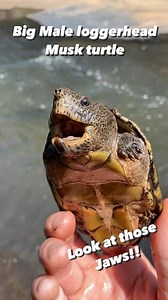 6.5K views · 942 reactions | Check out the head and jaws on this loggerhead musk turtle! They use those massive jaws to crush snails and clams, their favorite food! #turtles #muskturtle #sternotherus #loggerheadmuskturtle #turtlereels #reelsinstagram #reptilereels #animalreels | Greg’s Turtle Haven | Facebook
