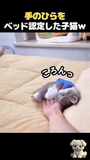 手のひらをベッドに選んだ子猫ｗ #猫