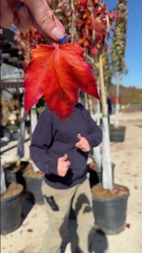 Mandy the Dancing Leaf 🍁 | Fall Tree Sale & Planting Tips at Carson’s Nurseries