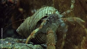 In clear water, underwater crayfish carries its shell, radiating security. Underwater crayfish navigates its habitat, carrying protective shell in clean, clear water of White Sea.