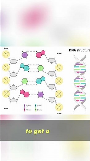 DNA Structure: Purines vs Pyrimidines Explained!