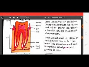 Class 4 Science Chapter 3 Teeth and Microbes