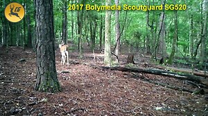 2017 Bolymedia Scoutguard SG520
