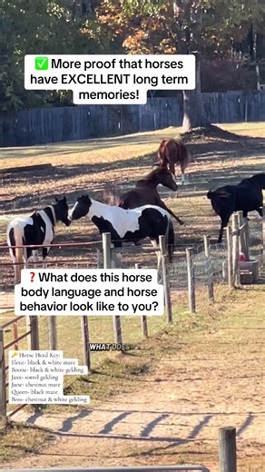 ✅ More proof that horses have EXCELLENT long term memories! ❓What does this horse body language and horse behavior look like to you? 🎓 Horses make mental associations with experiences they have, especially negative experiences. It appears that June is picking on Queen. What’s really happening is the horses are frustrated with all the bees hovering around them. ✅ Horses will associate a sound, scent or visual that can trigger a memory they have whether it’s positive or negative. 📈 A positive ex