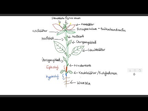 Bau der Pflanze - Blattfolge an der Sprossachse