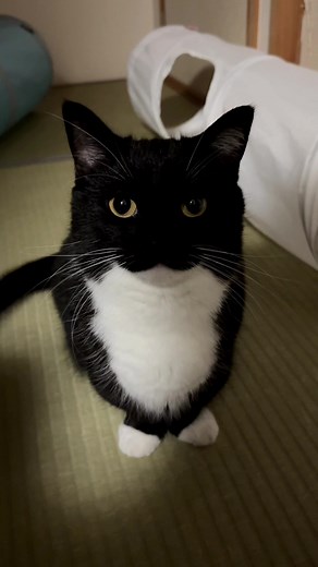Uni Meme Cat - Cute and Funny Cat Content with Uni