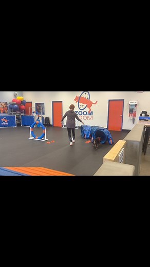 Zoom Room Dog Training on Reels