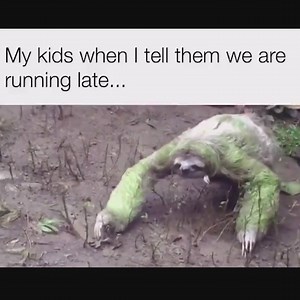 46K views · 68 reactions | Who can relate to this one? :D | Max Pet Store | Facebook