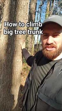 How to climb big tree with no branches or equipment.