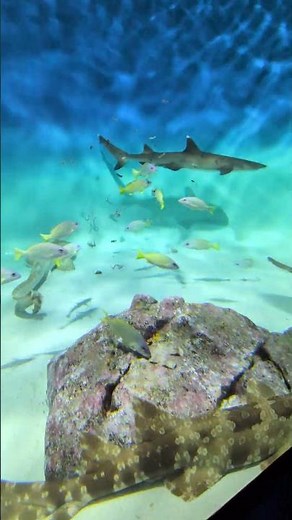 大洗水族館の世界の海のサメ水槽。ネムリブカや、かわいいトラフザメが元気に泳いでいます。#大洗水族館#大洗#アクアワールド大洗#サメ#海#水槽#水族館#南国#海