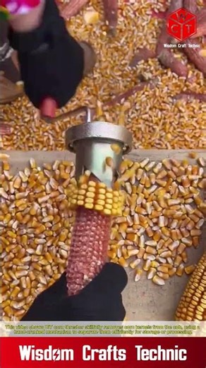 DIY corn thresher of removing corn from the cob: hand-cracked corn kernels separated