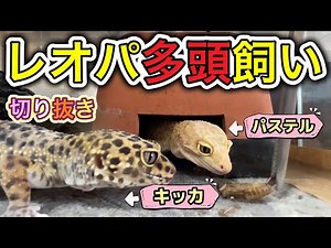 【切り抜き】レオパードゲッコー飼育 レオパ多頭飼い