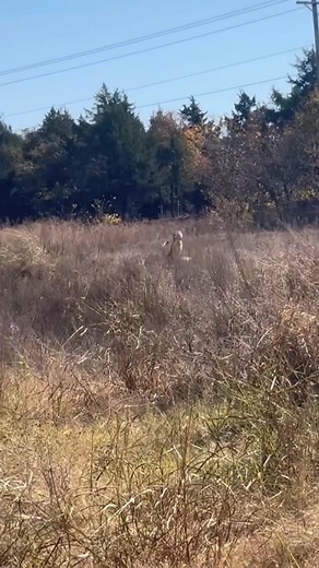 14K views · 123 reactions | Watch as this skilled rider fearlessly navigates a motorbike across a rugged dirt track. The challenging terrain demands precision and control. An impressive display of skill! #Motorbike #DirtTrack #RidingSkills #ExtremeSports #Motorcycle | Motocross Qc | Facebook