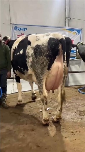 The cow gave so much milk that people started calling it a milk machine.