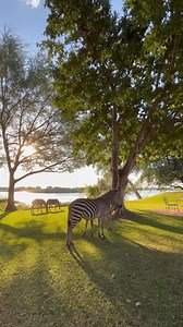 Immerse yourself in the essence of elegance and nature as you wander through our lush grounds. ✨ | The Royal Livingstone Victoria Falls Zambia Hotel by Anantara