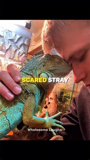 Abandoned Baby Iguana Rescue and Transformation 😭❤️ #shorts