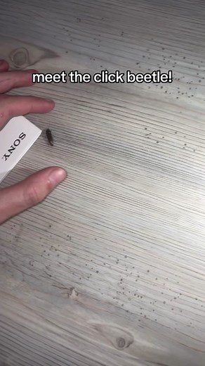 Click beetle!! my first one!! #beetle #beetles #clickbeetle #clickbeetles #bugs #bugtok #entomology #coleoptera #elateridae #springbeetle #skipjack