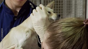 Treatment of a broken paw of a chihuahua dog by two veterinarians at veterinary clinic. Fractured leg is being fixed using metal fixator. 4K