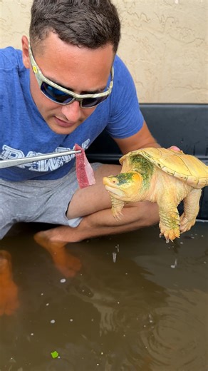 Feeding my Snapping Turtles #turtles #wildlife #A#animals | RAWWFishing