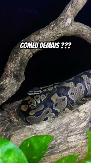 Did the snake EAT TOO MUCH??? #boa #snake #ballpython