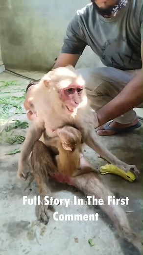 497K views · 5.7K reactions | Heartbreaking: Paralyzed Mother Monkey Cries for Help  #baby #NewsUpdate #monkey #Very #reels #Leo #newborn #cute #milkyway #crying | Monkey history 2024 | Facebook