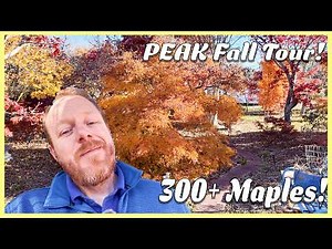 Fall Color PEAK! | Tour My Parents' 300+ Japanese Maple Garden (Maplewood Gardens)