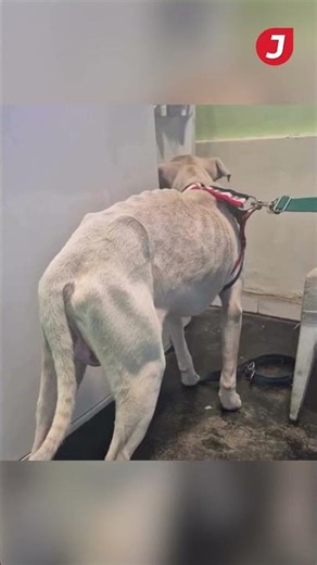 Rescataron al dogo en la casa del acusado por el femicidio de Agostina