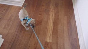 Leash training can be a hurdle for a new pet. Let our team of experts help: bit.ly/2dpOGLN | PetSmart