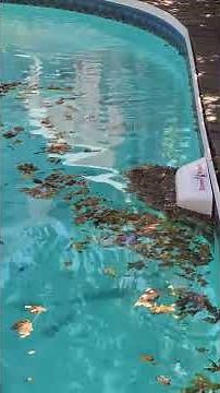 Skimmer Wizard - Skimmer Guard - Keep Leaves, Critters and Debris Out of Skimmer Basket