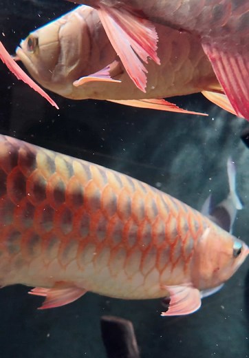 Stunning Close-Up of Fish Swimming in Aquarium