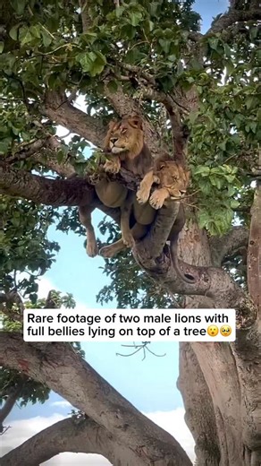 Lions aren’t natural tree climbers like leopards, since their heavy, muscular bodies make climbing difficult. But in some parts of Africa, such as Uganda and Tanzania, a few lions have mastered the art of tree climbing. They do it to escape the scorching heat, avoid biting insects, or simply relax in the shade above the ground. Spotting two full-bellied male lions lounging high in a tree is an unforgettable sight. Because males are larger and less agile than females, seeing them perched among th