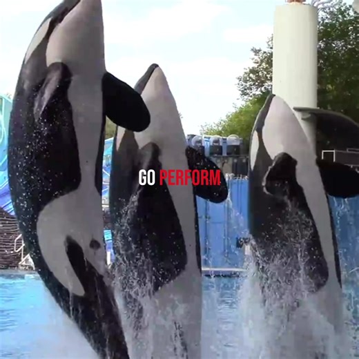 Why You Should Boycott SeaWorld for Orca Rights