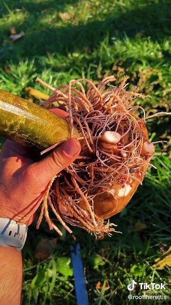 Preparing Amorphophallus Konjac for Winter Storage and Blooms