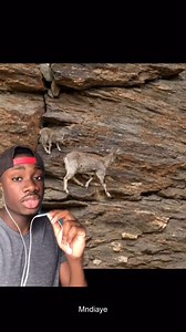 Wolf eel fish caught a second time, explaining the importance of Wolf eel fish in our ocean ecosystem. #wolfeel #eel #sustainable #friendliestcatch-1 | Mndiaye