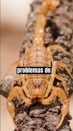 El ESCORPIÓN MÁS VENENOSO del Mundo