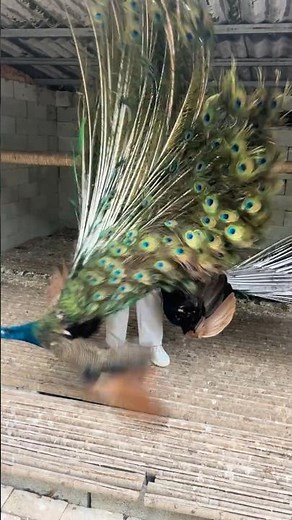 Peacock Handling Secret: How to Secure a Peacock by the Feet in Seconds 👀