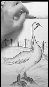 78K views · 831 reactions | How to draw a beautiful gander by pencil sketch #draw #drawingtutorial #art #drawing #fblifestyle | SSR Art's | Facebook