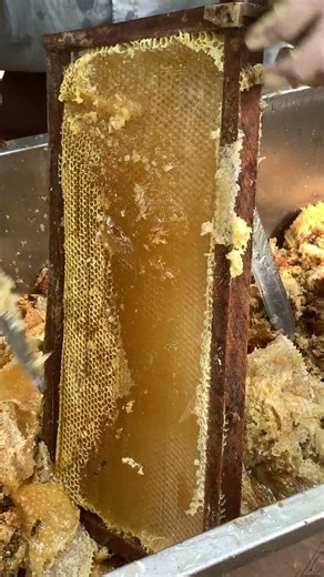 Uncapping Honey 🍯🐝 | Harvest Begins