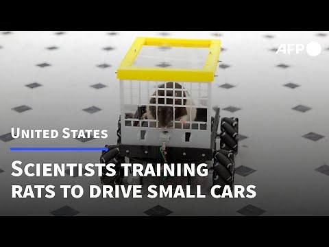 US scientists train rats to drive small cars to study benefits to brain | AFP