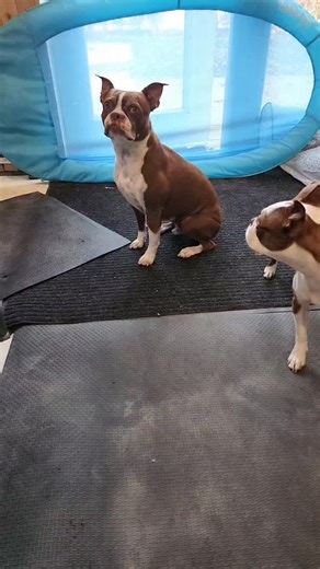 Thor the Brown Boston.❤🇨🇦 on Instagram: "Happy FriYAY!! #bostonterrierreels #bostonterrier_corner #bostonterrier #bostonterrierlife #dogsthatswim #dogoftheday #weratedogs"