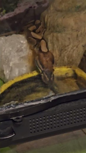 ball Python drinking water
