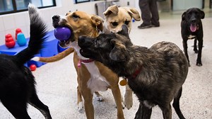 A new breed of housing: Humane society tests group habitat for shelter dogs