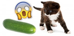 Mais pourquoi les chats ont-ils si peur des concombres?