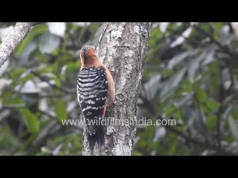 A Visual Journey Through Himalayan Birdlife Black Bulbul and Parakeets in Natural Habitat