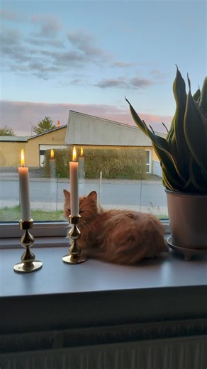 80-året for Danmarks Befrielse 🕯️🕊️ Tradition med at tænde lys i forbindelse med Danmarks befrielse startede i 1946 for at samle penge ind til krigens ofre og efterladte. I går spurgte vi jer på Facebook, om I ville dele billeder af jeres lys. Her fik vi ca. 1000 smukke, rørende og fine billeder. Se nogen af dem her. Tak til alle som har indsendt billeder 💙🫶🏼 #4maj #danmark #nyheder #sønderjylland #fred | TV SYD