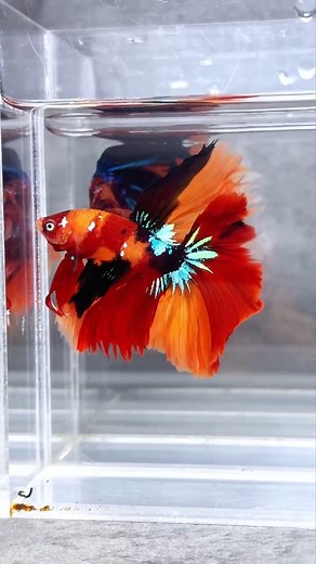 🔥 Feel the Heat with the Koi Nemo Fire Halfmoon Betta! This male is blazing with intense orange, fiery reds, electric blacks, and shimmering whites — all wrapped in a flowing halfmoon tail that opens like a fan of flames. He’s bold. He’s rare. He’s Born from the Fire. #bettafish #halfmoonbettafish #bettafishofinstagram #halfmoonbetta #bettafısh #bettafishcommunity #bettafishtank #bettashow #bettafishlove #bettabreeder #siamesefightingfish #bettaworld | Tropicflow