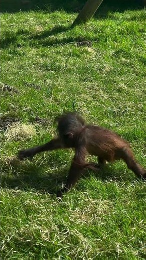 It’s hard learning to coordinate those long limbs