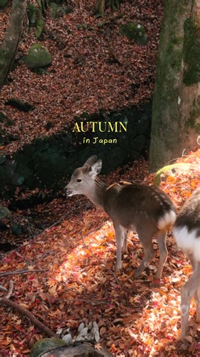 Video & photo editing on Instagram: "Autumn in Japan 🍂 🇯🇵 Comment Autumn to get our brand new Autumn Video LUTs & Lightroom Presets collection 📸 Shot on iPhone & Edited with our Autumn Video Autumn in Kyoto Japan | Best places to see fall in Japan | Nature | Autumn | Nara Japan | Autumn Leaves | Beautiful Places in Japan | Japan Travel | iPhone Video | Cinematic Travel Video"